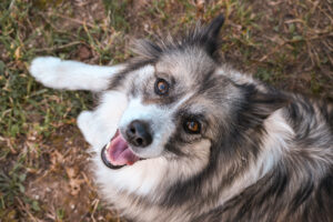 Portrait Hund am Gestüt Steinfeld