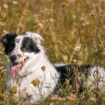 Portrait Hund in der Wiese am Gestüt Steinfeld