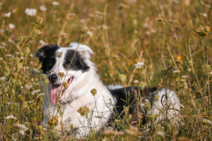 Portrait Hund in der Wiese am Gestüt Steinfeld