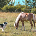 Hund mit Pferd auf der Weide