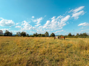 Landschaft des Gestüt Steinfeld mit Pferden